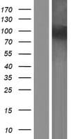 NOL6 / NRAP Protein (Over-Expression Lysate Myc-DDK (Flag))