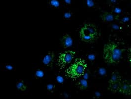 MMAA Antibody (clone OTI3G5, Carrier-free)