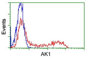 Monoclonal Mouse anti-Human AK1 / Adenylate Kinase 1 Antibody (clone OTI18C7, IF, WB)