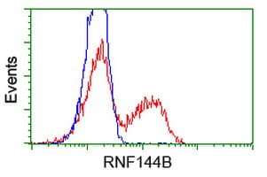 RNF144B Antibody (clone OTI3C2)