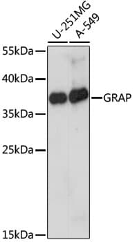 Polyclonal Rabbit anti-Human GRAP Antibody (WB)