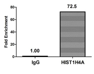 HIST1H4I Antibody