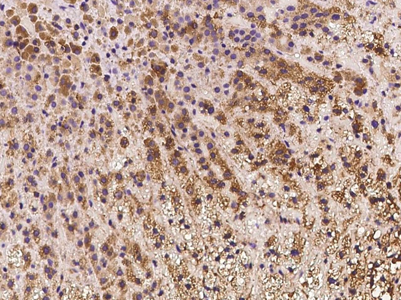 IFT20 Antibody