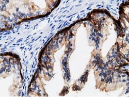 CRYM Antibody (clone 1G7, Carrier-free)