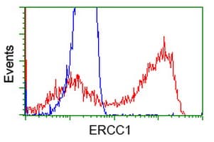 ERCC1 Antibody (clone OTI3E1)