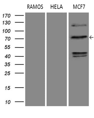 DCP1B Antibody (aa167-473, clone OTI1G4)