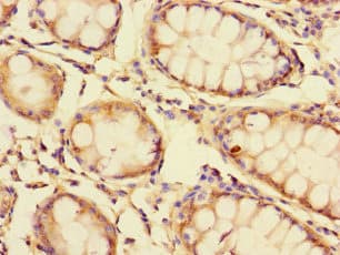 GOLPH3L Antibody