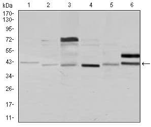 NCK1 / NCK Antibody (clone 5B7)