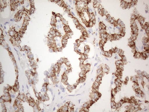 ZNF217 Antibody (aa730-1048, clone OTI2B4)