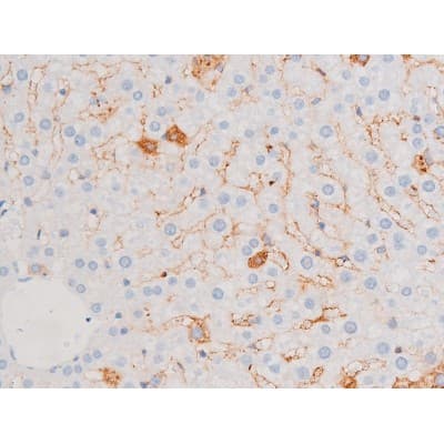 SMAD3 Antibody (phospho-Ser213)
