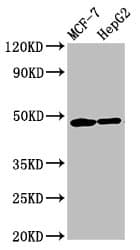 CNNM3 Antibody
