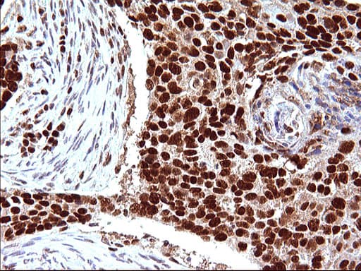 POLR3GL Antibody (clone OTI5E8, Carrier-free)