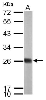 NDUFS8 Antibody (aa1-210)
