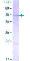 Human B3GALT1 Protein (Recombinant GST)