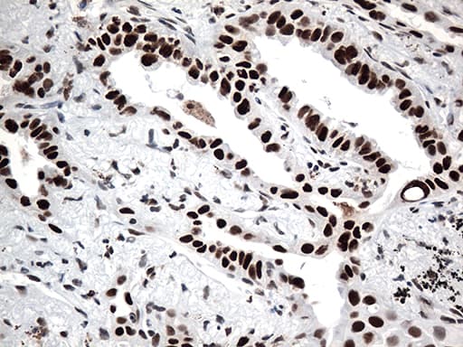GTF3C4 Antibody (aa583-822, clone OTI4A1)