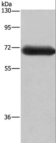 DPYSL3 / CRMP4 Antibody