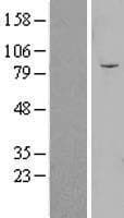 Human OLFML2B Protein (Over-Expression Lysate Myc-DDK (Flag))