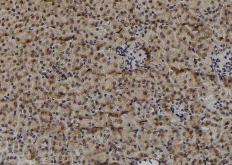 MAGEF1 Antibody