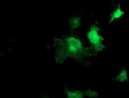 SEC14L2 Antibody (clone OTI1H3)