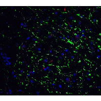 GABARAP Antibody