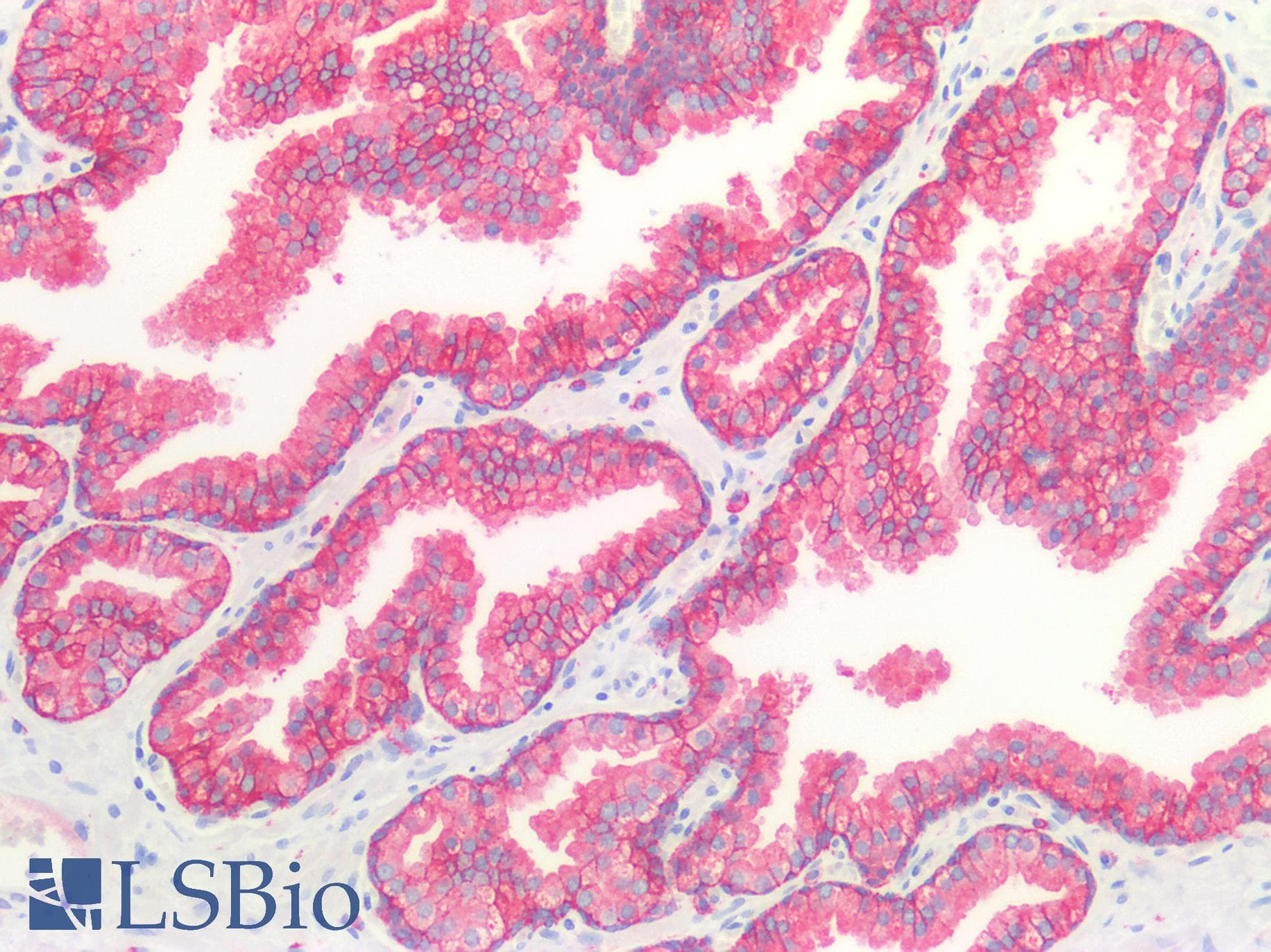CD9 Antibody (N-Terminus)