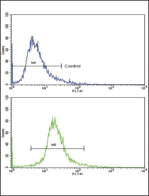 GPT / Alanine Transaminase Antibody (aa86-112)