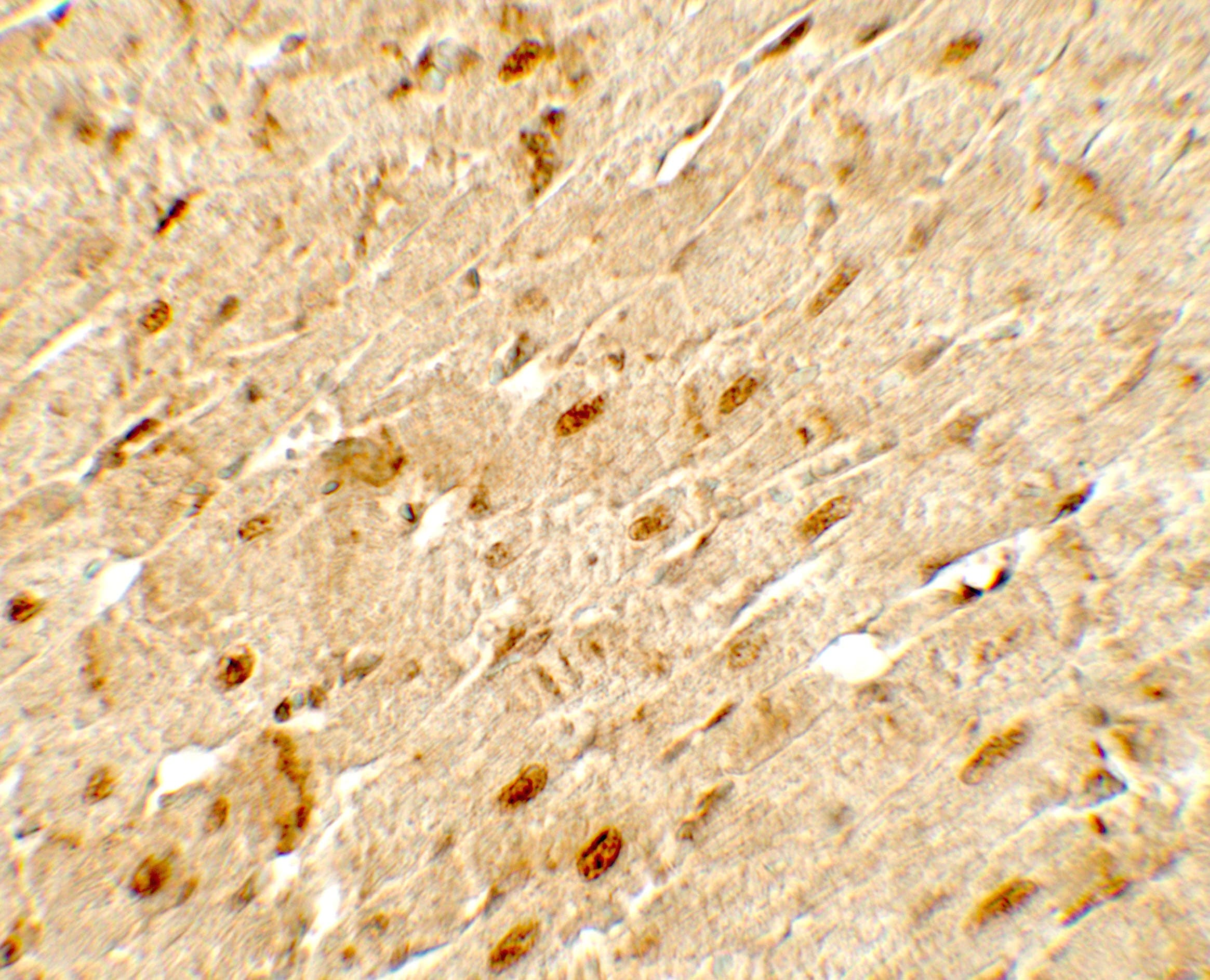 IHC-plus™ ANGPTL3 Antibody