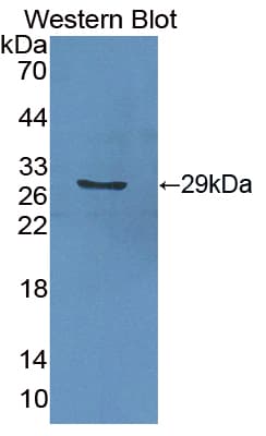 GSTA2 Antibody (aa1-222, Biotin)