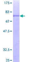 Human GKAP1 Protein (Recombinant GST)
