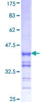 Human RNF2 / RING2 / RING1B Protein (Recombinant GST, N-terminus)
