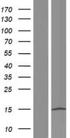 TP53TG3B Protein (Over-Expression Lysate Myc-DDK (Flag))