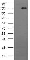 Monoclonal Mouse anti-Human CD163 Antibody (clone OTI2C1, IF, WB)