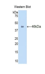 IL-1B / IL-1 Beta Antibody (aa118-269, Biotin)