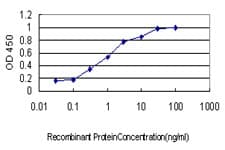 NCAPG / HCAP-G Antibody (clone 4B1)