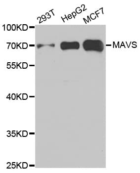 VISA / MAVS Antibody