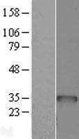 BCDIN3D Protein (Over-Expression Lysate Myc-DDK (Flag))