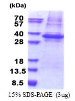 Human PLSCR3 Protein (Recombinant His)