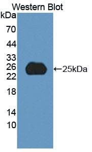 SPP2 Antibody (aa30-211, Biotin)