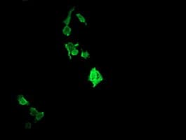 RAB37 Antibody (clone OTI2F8)