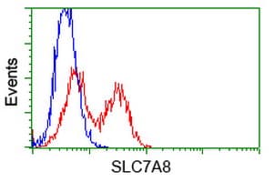 SLC7A8 / LAT2 Antibody (clone OTI5A9, Carrier-free)