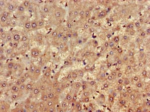 Polyclonal Rabbit anti-Human FARP1 / CDEP Antibody