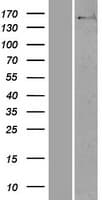 NUP160 Protein (Over-Expression Lysate Myc-DDK (Flag))