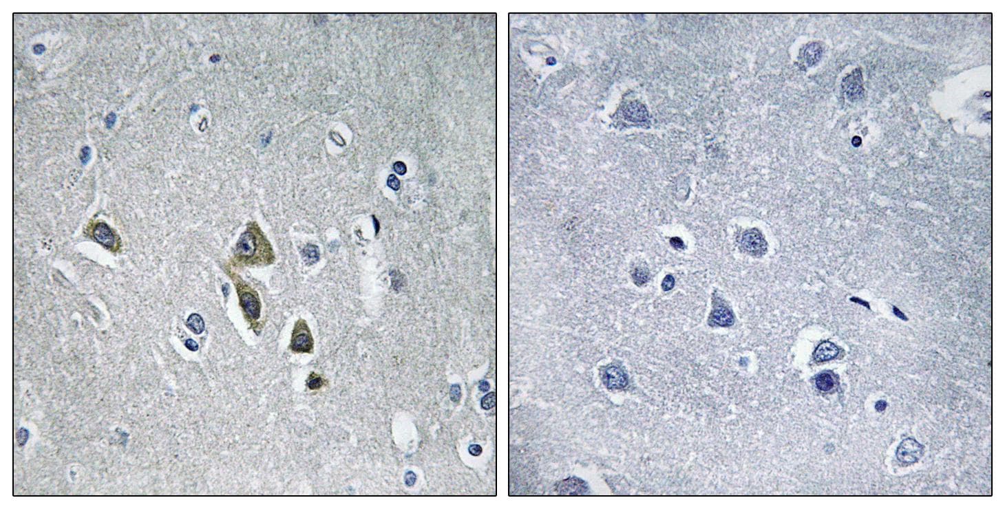 OAZ1 / OAZ Antibody