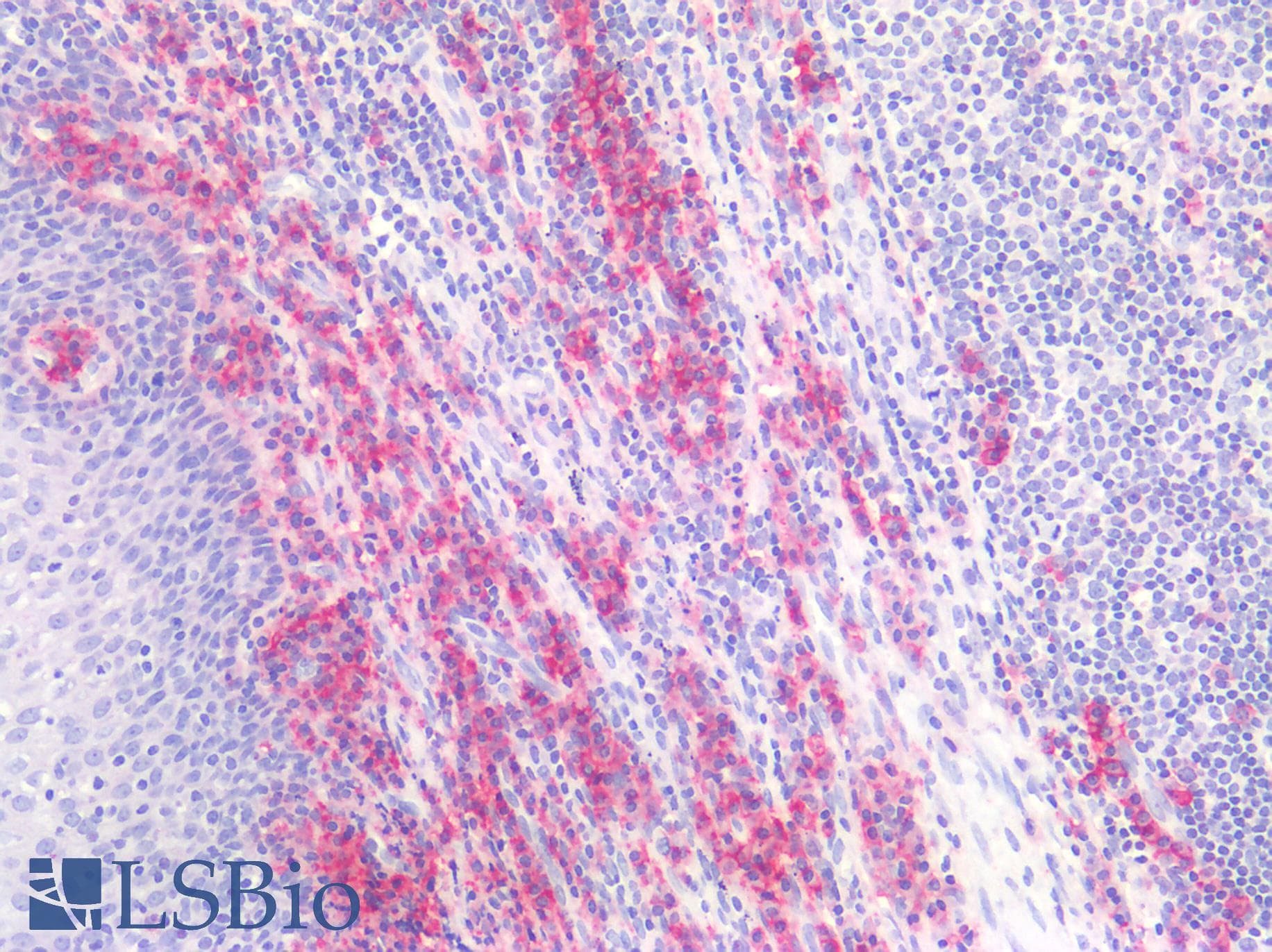 PathPlus™ CD38 Antibody (C-Terminus)