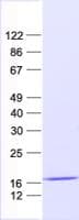 Human RBM3 Protein (Recombinant His, N-Terminal)