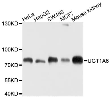 UGT1A6 Antibody