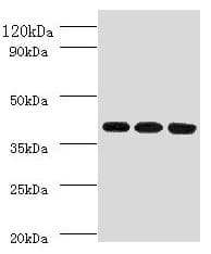 FCGRT / FCRN Antibody