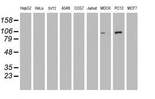 DGKA Antibody (clone OTI3G7, Carrier-free)