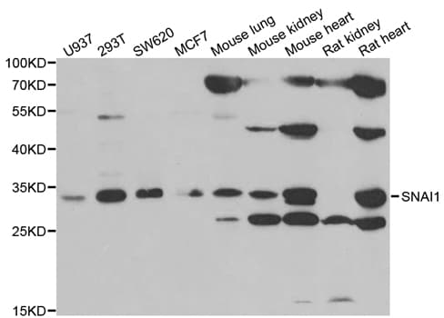 SNAI1 / SNAIL-1 Antibody