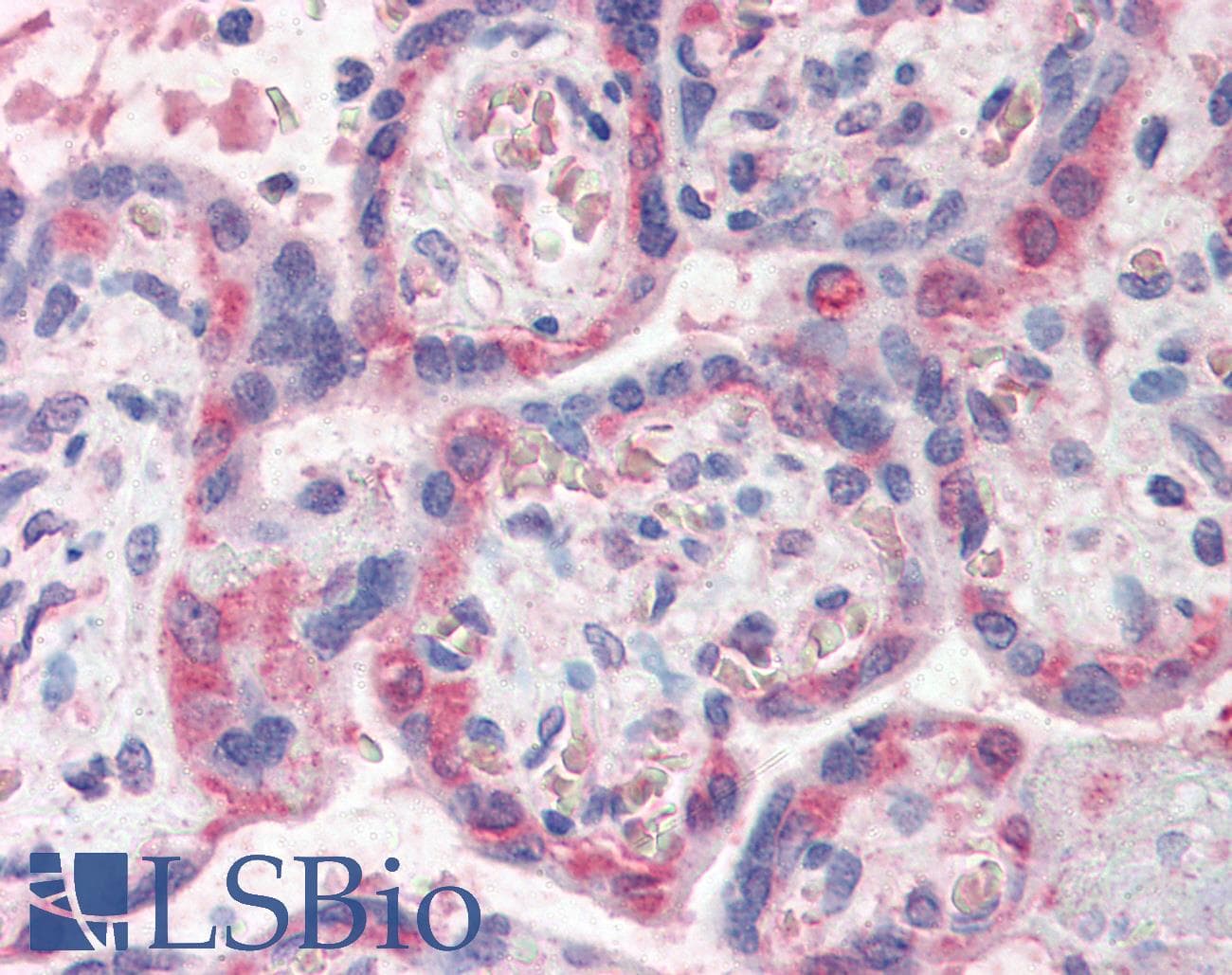 IHC-plus™ PDLIM1 Antibody (aa316-329)